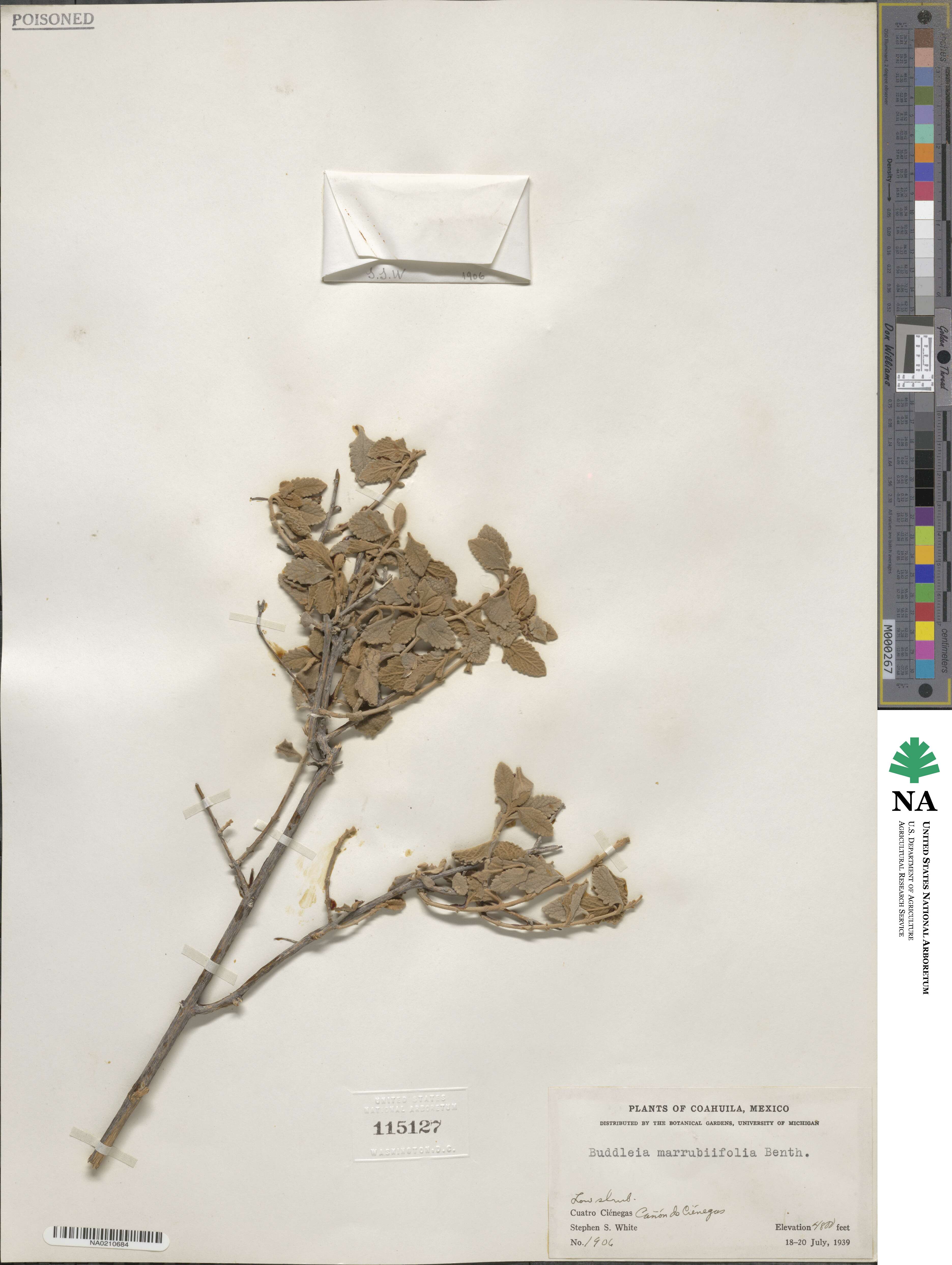 Buddleja marrubiifolia image
