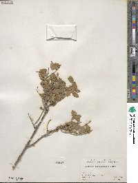 Buddleja marrubiifolia image