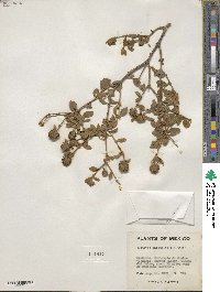 Buddleja marrubiifolia image