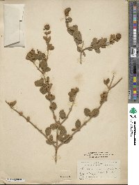 Buddleja marrubiifolia image