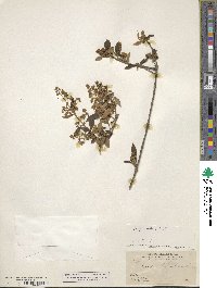Image of Buddleja parviflora