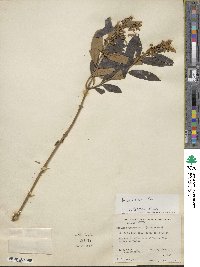 Buddleja parviflora image