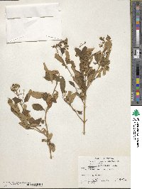Buddleja parviflora image