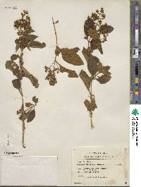 Buddleja parviflora image