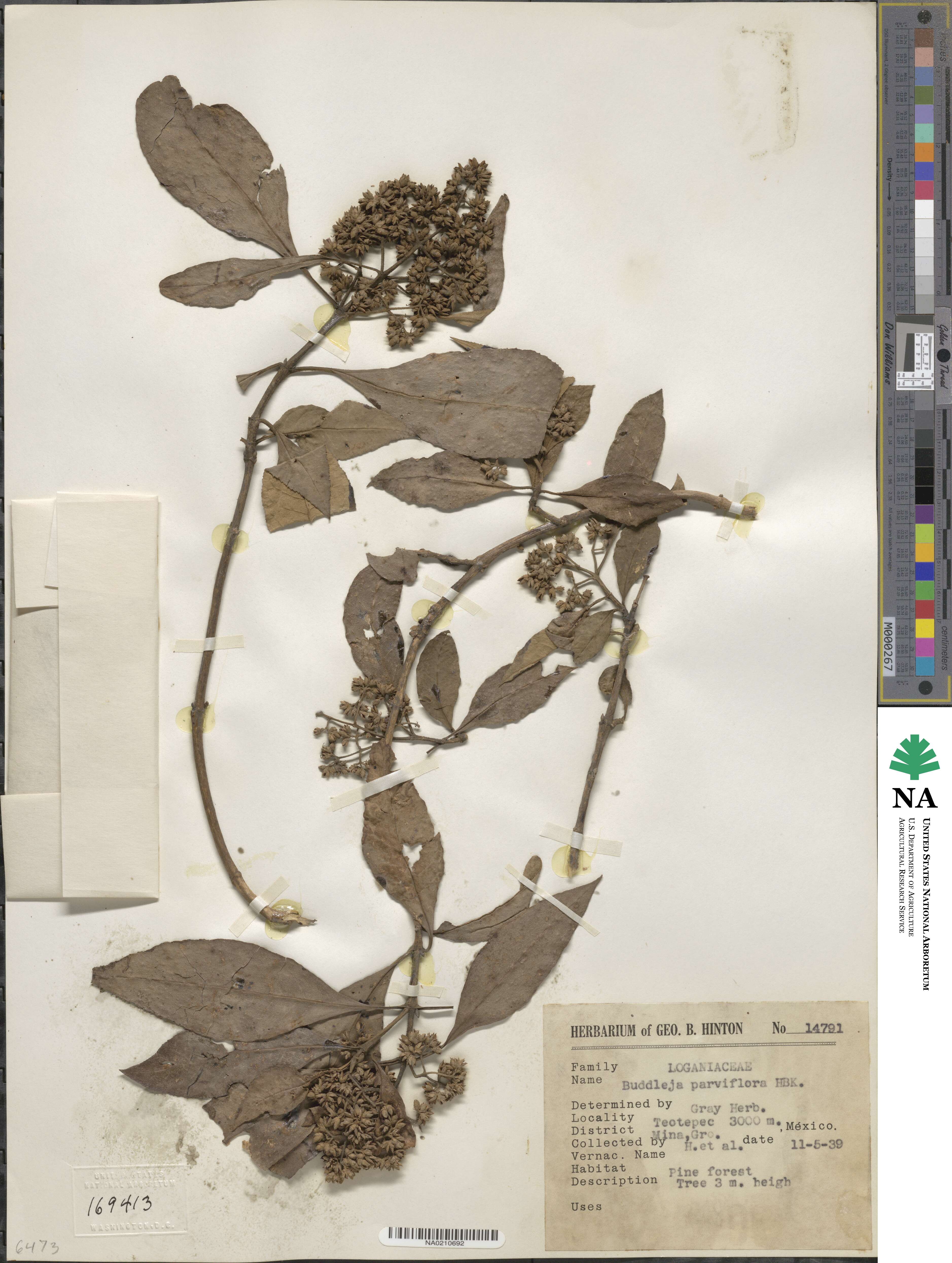 Buddleja parviflora image