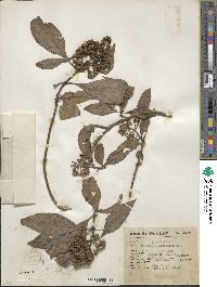 Buddleja parviflora image