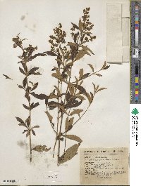 Buddleja parviflora image