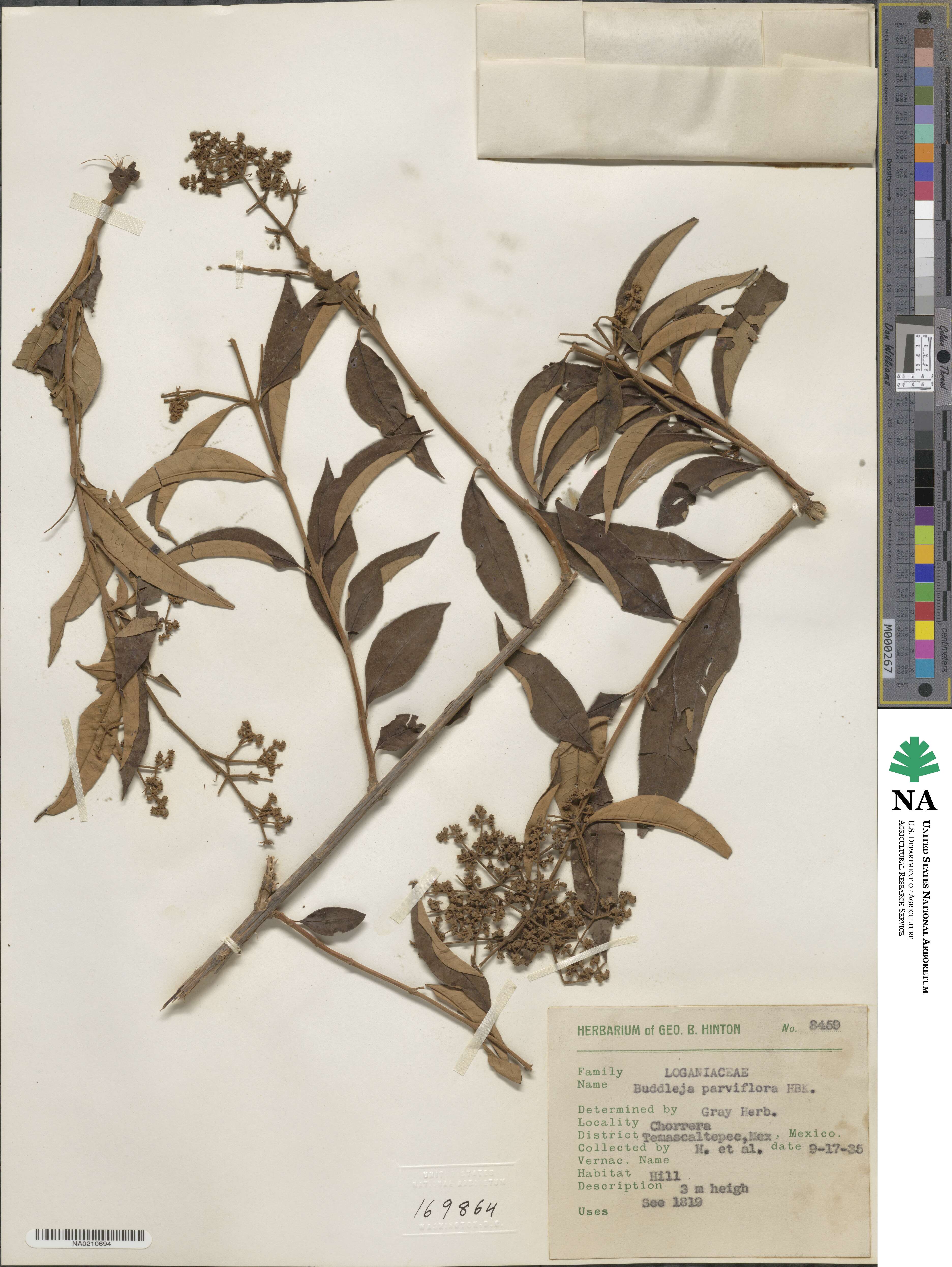 Buddleja parviflora image