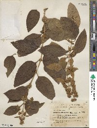 Buddleja parviflora image
