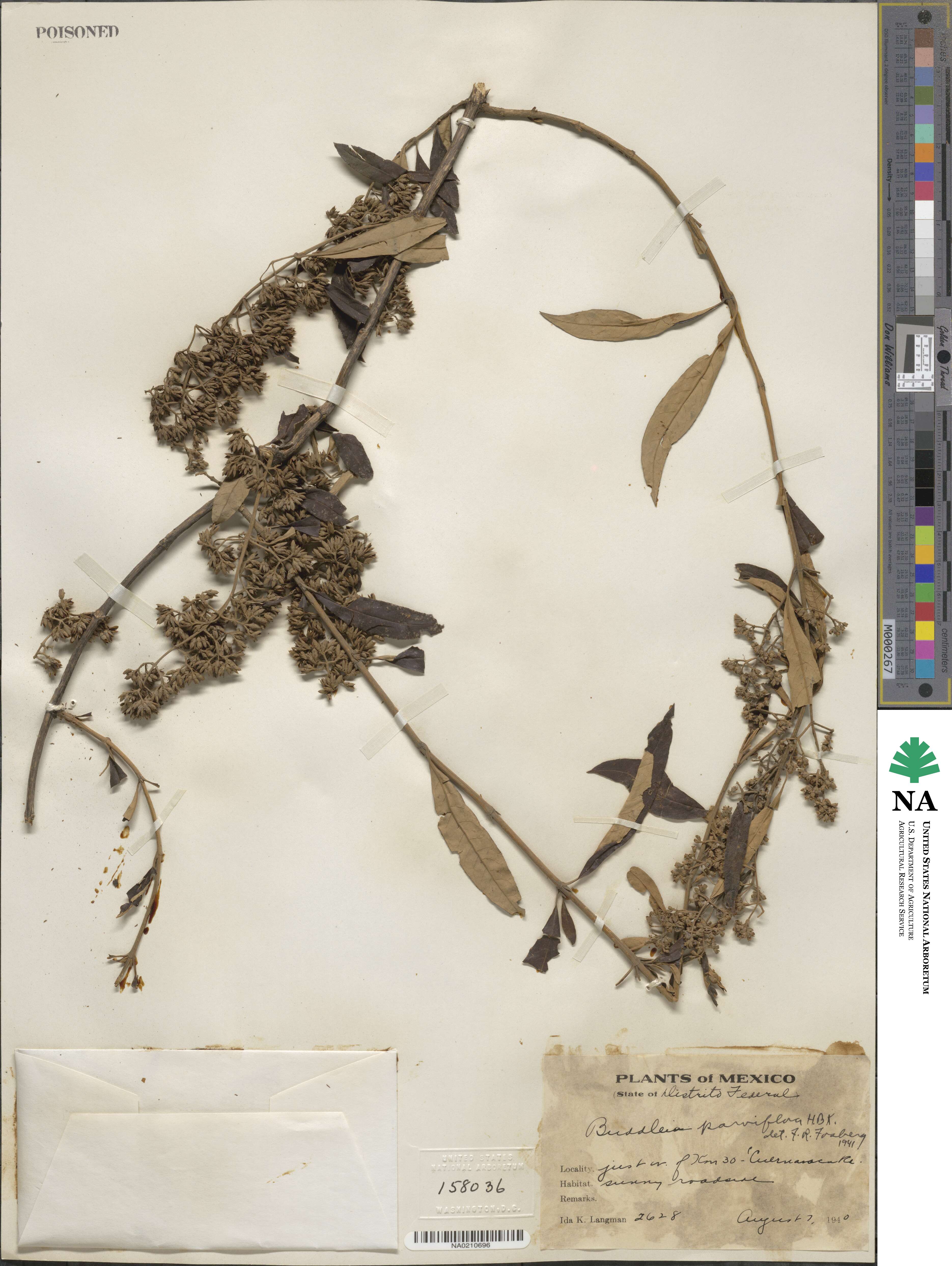 Buddleja parviflora image