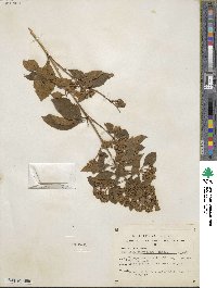 Buddleja parviflora image
