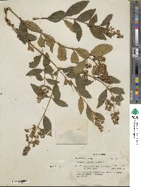 Buddleja parviflora image