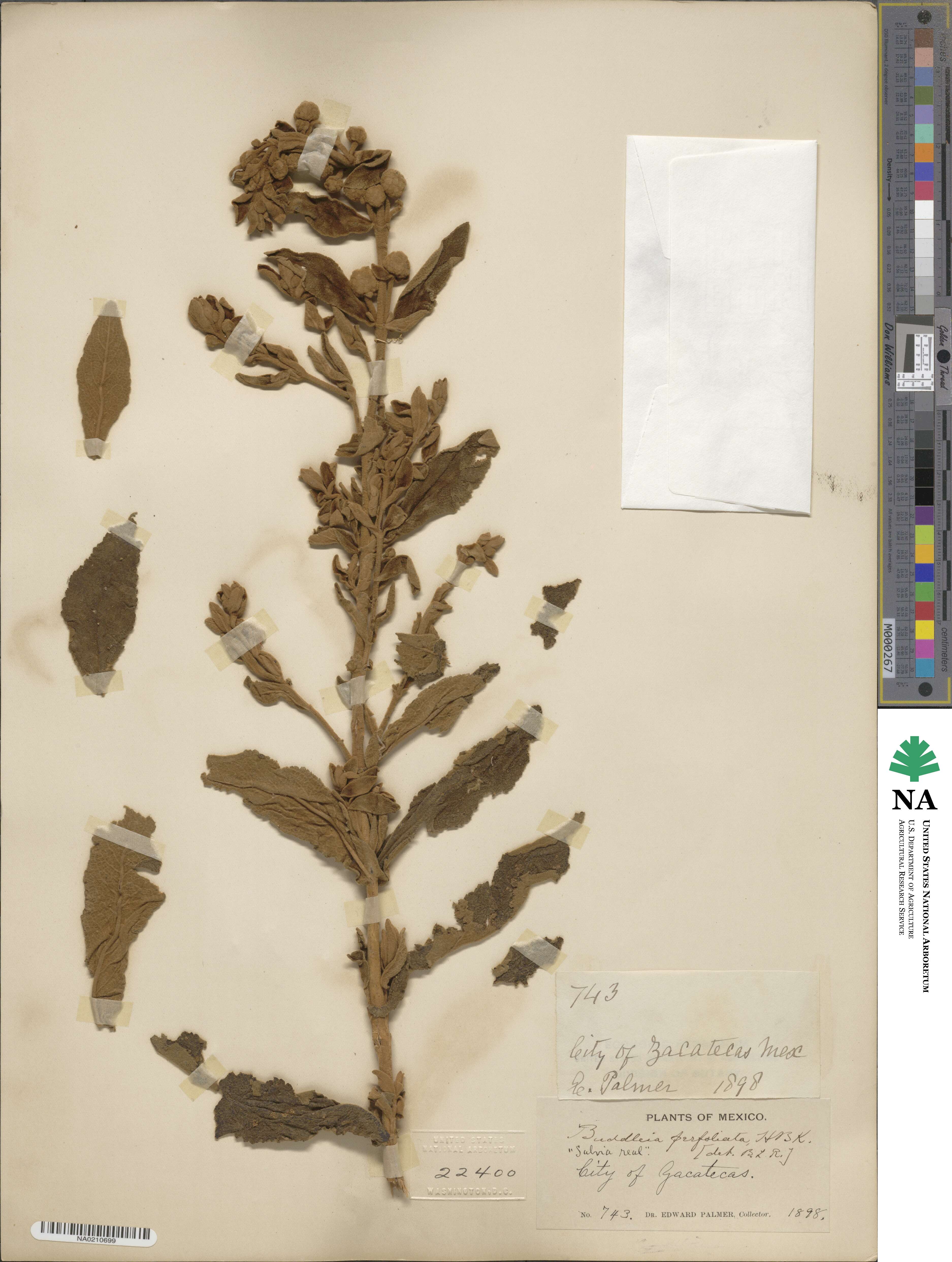 Buddleja perfoliata image