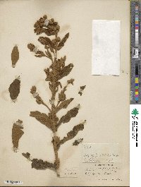 Buddleja perfoliata image