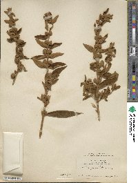 Buddleja perfoliata image