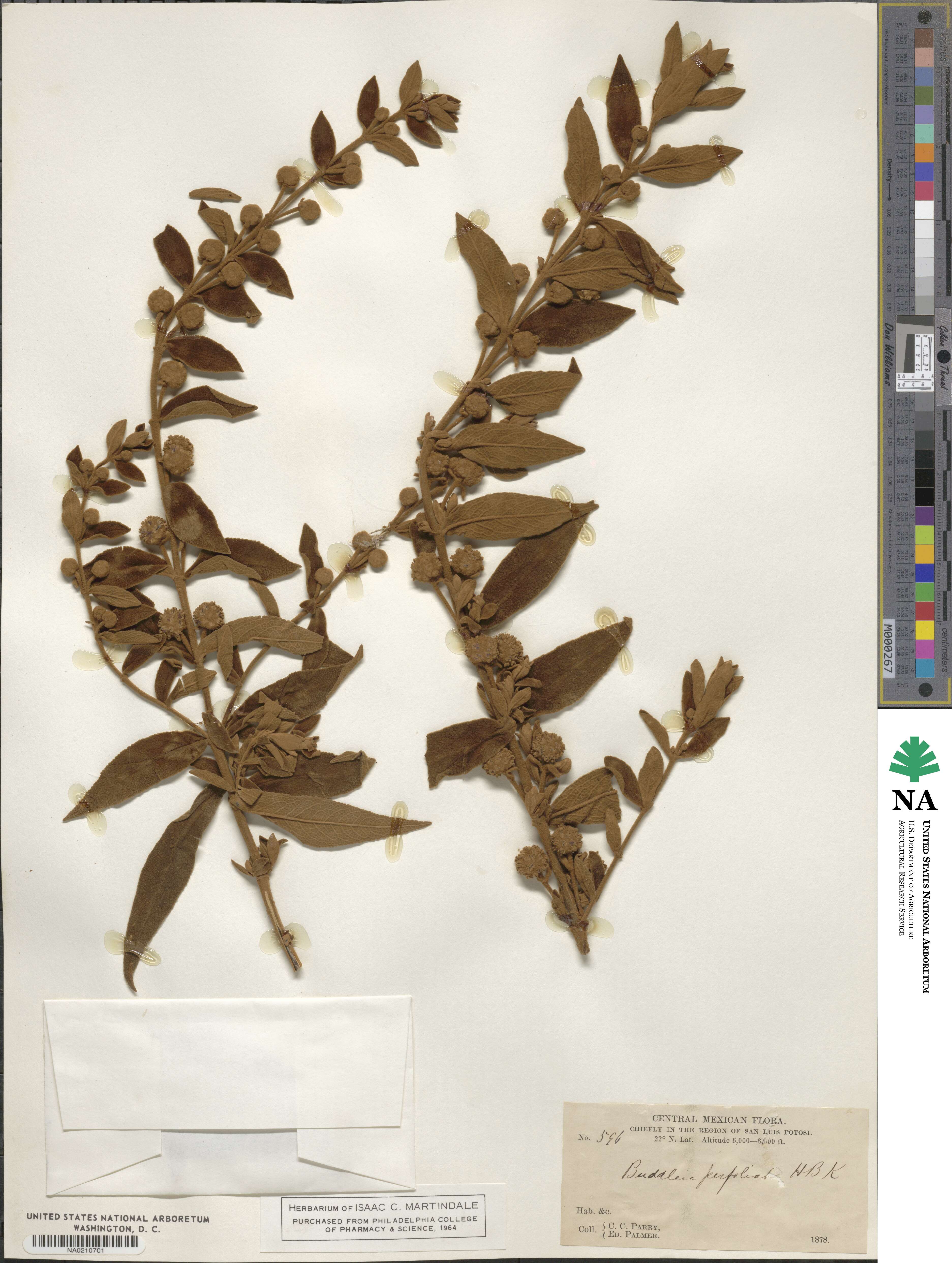 Buddleja perfoliata image