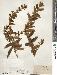 Buddleja perfoliata image