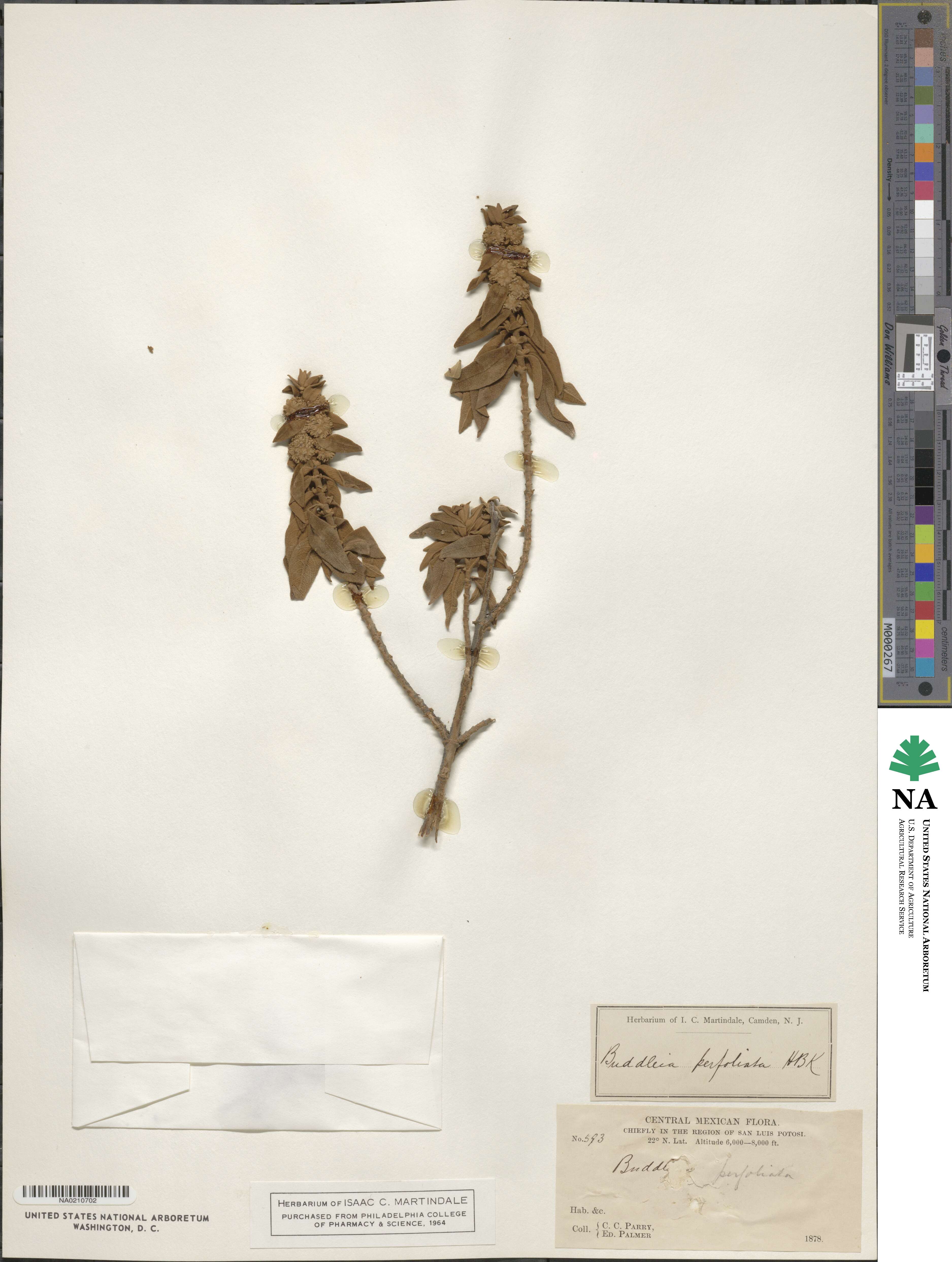 Buddleja perfoliata image