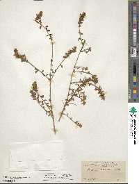 Buddleja scordioides image