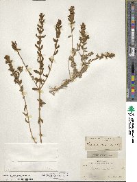 Buddleja scordioides image
