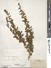 Buddleja scordioides image