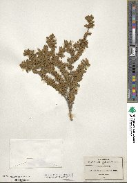 Buddleja scordioides image