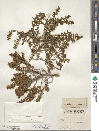 Buddleja scordioides image