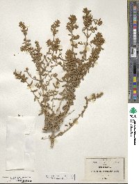 Buddleja scordioides image