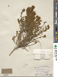 Buddleja scordioides image