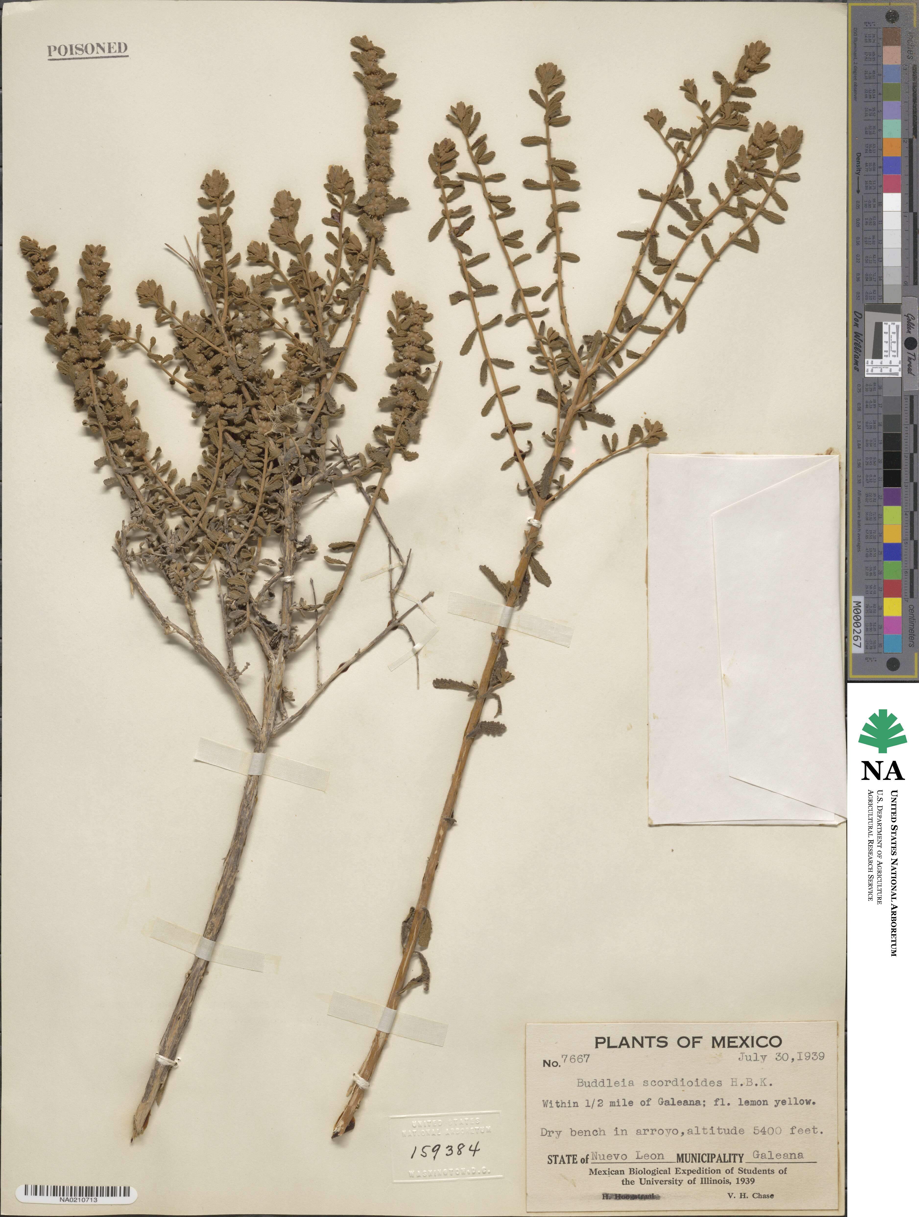 Buddleja scordioides image