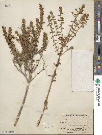 Buddleja scordioides image