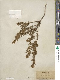 Buddleja scordioides image