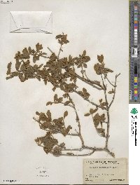 Buddleja scordioides image