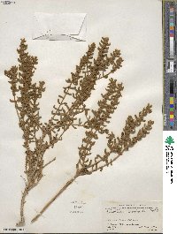 Buddleja scordioides image
