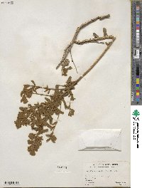 Buddleja scordioides image