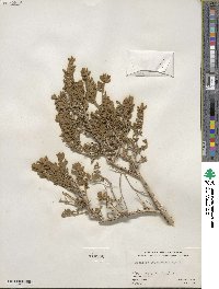 Buddleja scordioides image