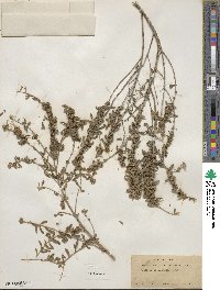 Buddleja scordioides image