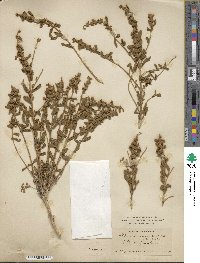 Buddleja scordioides image