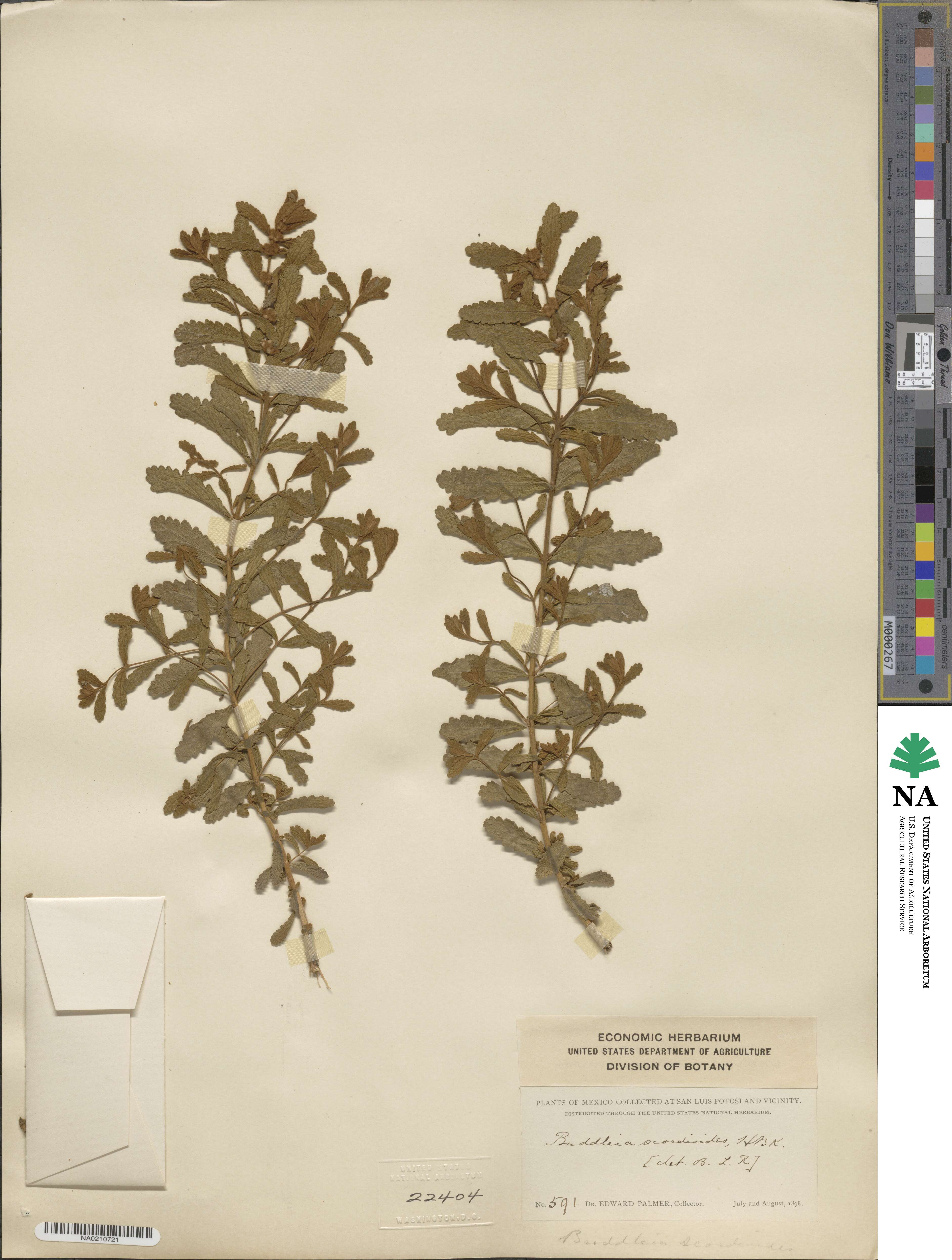 Buddleja scordioides image