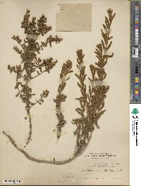 Buddleja scordioides image