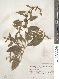 Buddleja sessiliflora image
