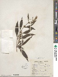 Buddleja sessiliflora image