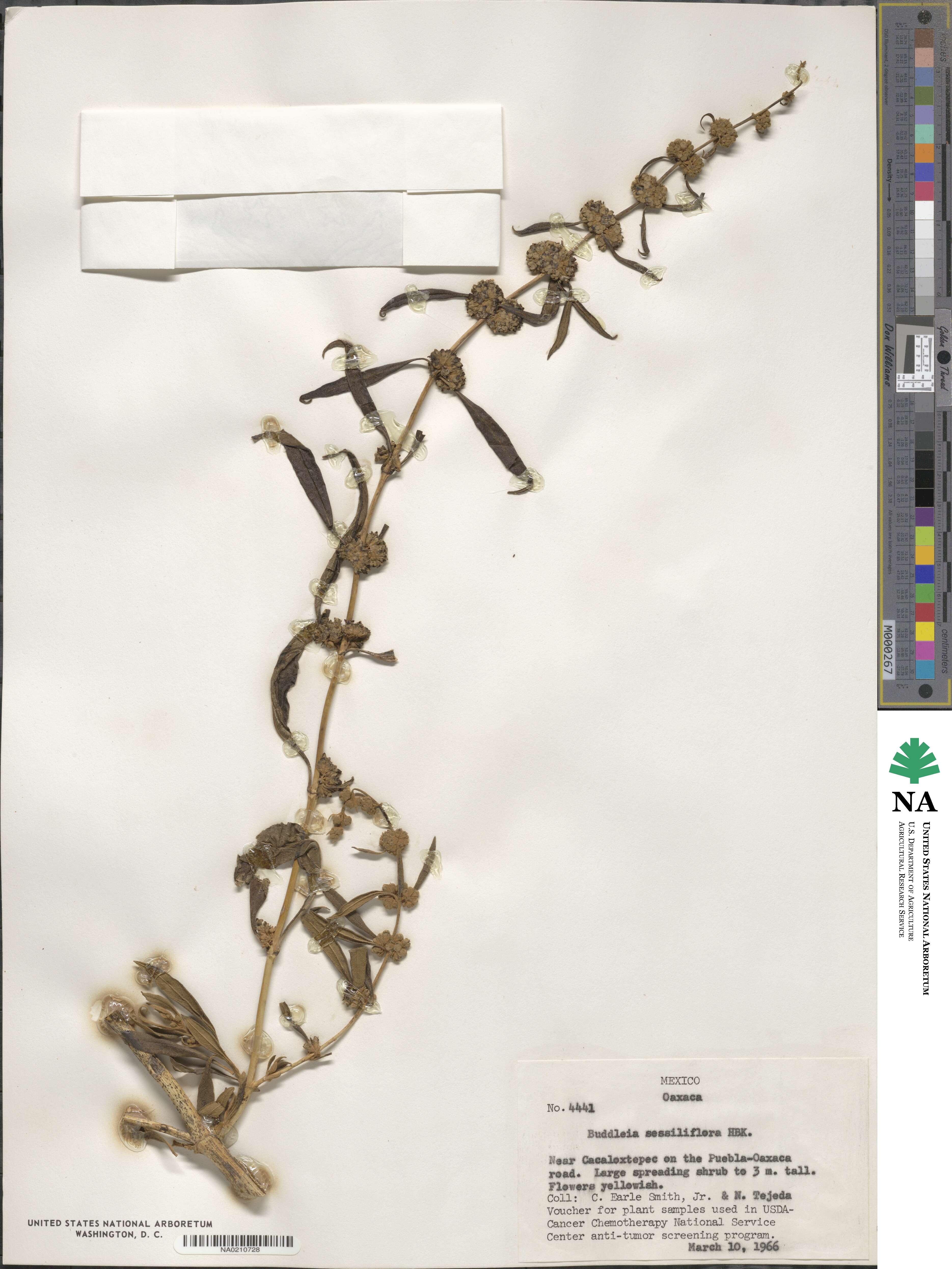 Buddleja sessiliflora image
