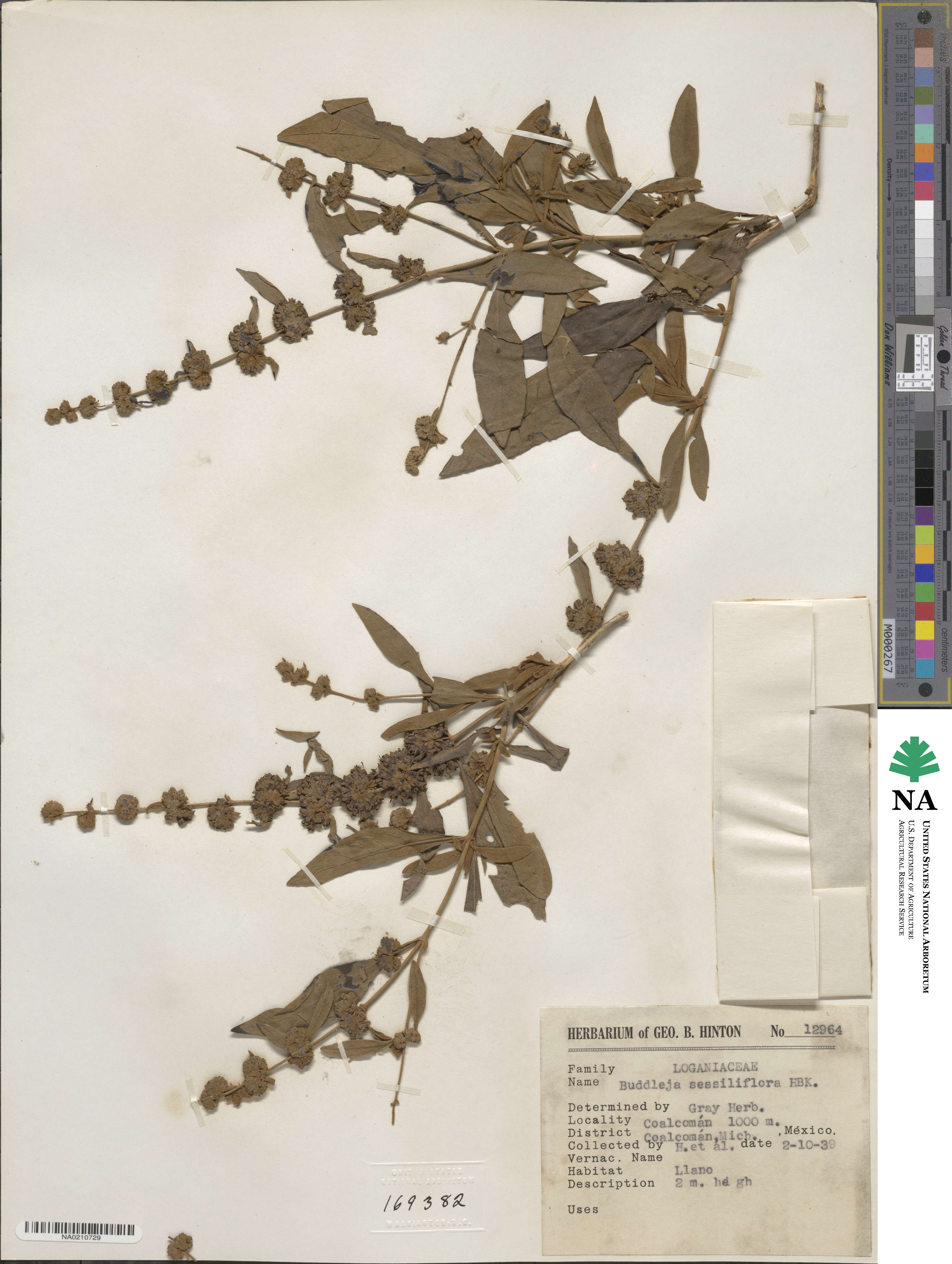Buddleja sessiliflora image