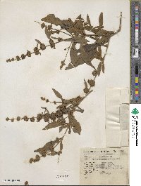 Buddleja sessiliflora image