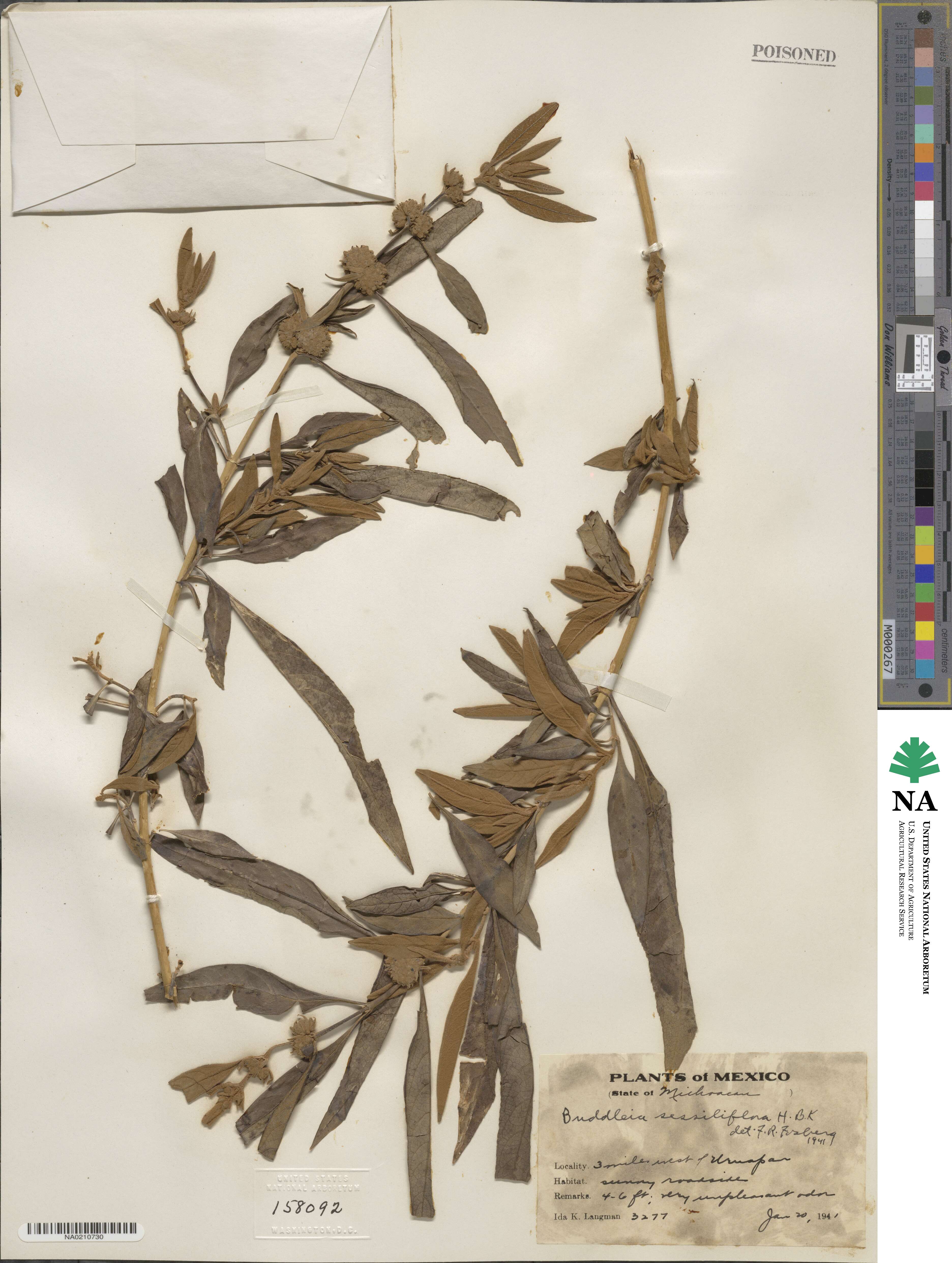 Buddleja sessiliflora image
