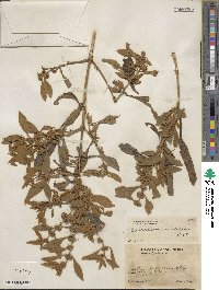 Buddleja sessiliflora image