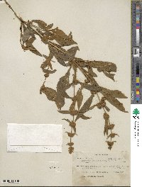 Buddleja sessiliflora image