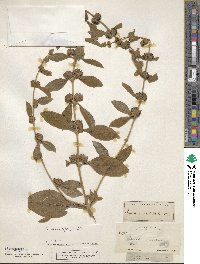 Buddleja sessiliflora image
