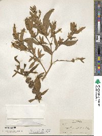 Buddleja sessiliflora image